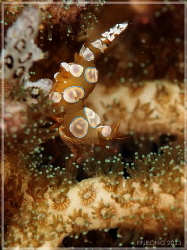 squat shrimp doing his best...squat by Kf Leong 